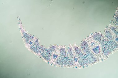 Sahildeki çimen yaprağı kesit 100x