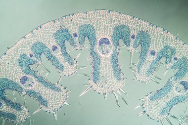 Sahildeki çimen yaprağı kesit 100x