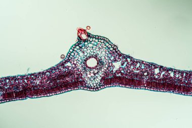 Sarmaşık yaprağı kesit 100x