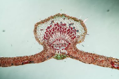 Enine kesitte ağlayan söğüt yaprağı 100 x