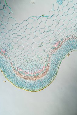 Ribwort sapı kesit 100x
