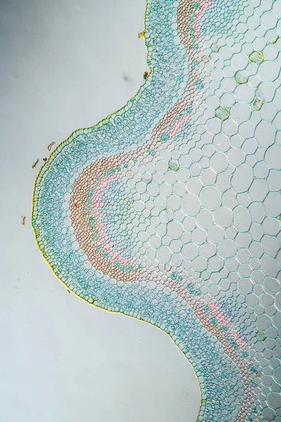 Ribwort Stalk Cross Section 100X — Stock Photo, Image