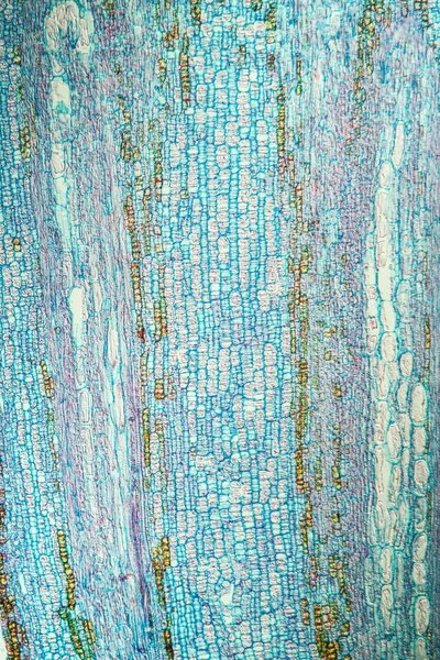 Конский Каштан Цветочным Бутоном Поперечном Сечении 100X — стоковое фото