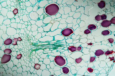 Çapraz bölümde at kuyruğu filizi. 100x