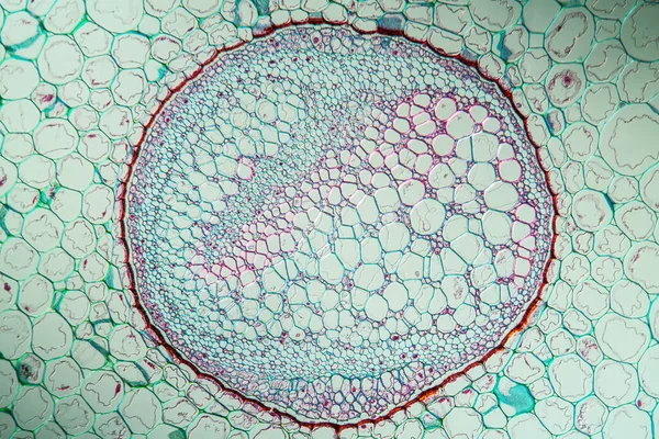 Fern Stems Cross Section 100X — Stock Photo, Image