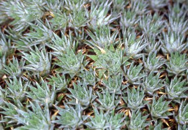Çöldeki Aloe alanı.