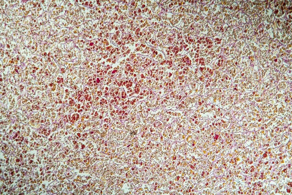 Przysadka Mózgowa Sekcji Tkankowej Pod Mikroskopem 100X — Zdjęcie stockowe