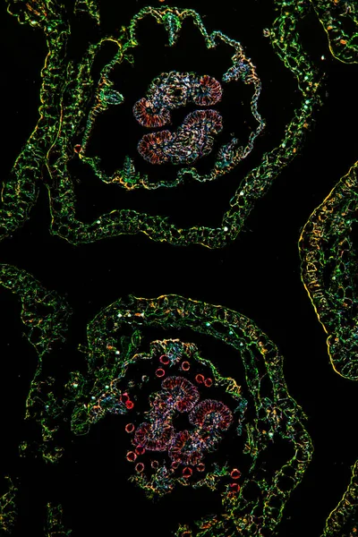 Цветок Маргарита Микроскопом 100X — стоковое фото