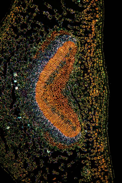 현미경 아래에 야자나무 100X — 스톡 사진