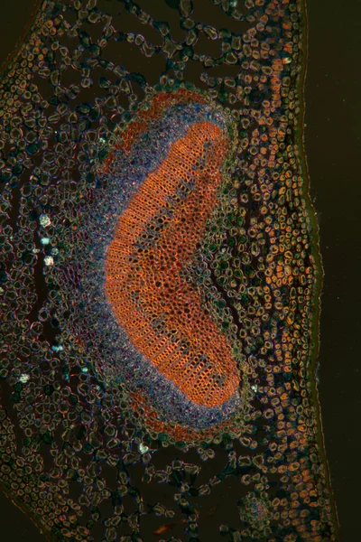 현미경 아래에 야자나무 100X — 스톡 사진