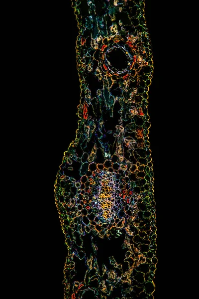 Поперечное Сечение Листа Микроскопом 100X — стоковое фото