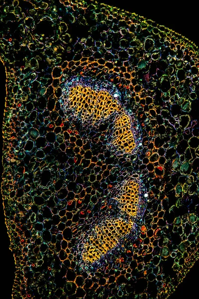 현미경 아래에 단면도 100 — 스톡 사진
