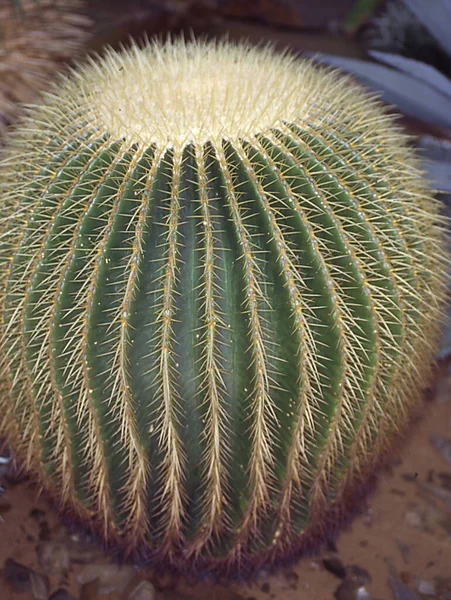 Cactus Esférico Asiento Suegra —  Fotos de Stock
