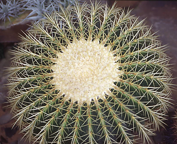 Cactus Esférico Asiento Suegra —  Fotos de Stock