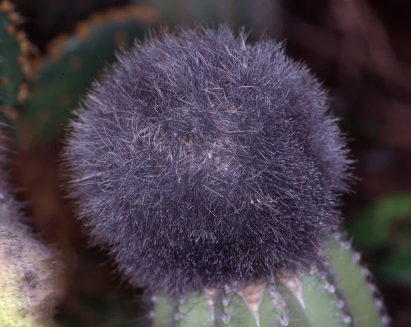 Primer Plano Cactus Con Flores Púrpuras —  Fotos de Stock