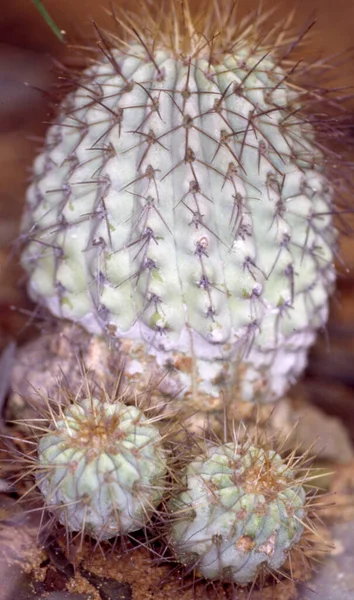 Cactus Avec Épines Gros Plan — Photo