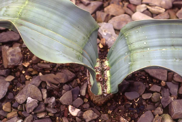 Pianta Del Deserto Africano Welwitschia Con Sue Due Foglie — Foto Stock