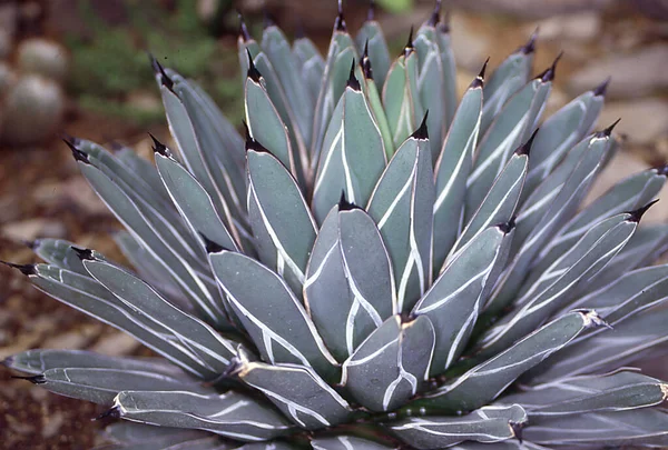 Agave Com Folhas Verdes Como Planta Medicinal Medicinal — Fotografia de Stock