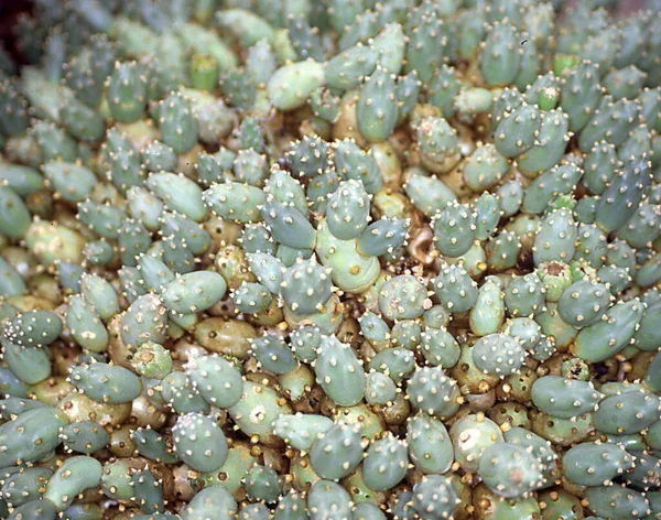 Cactus Con Espinas Cerca —  Fotos de Stock