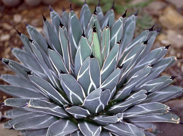 Agave Com Folhas Verdes Como Planta Medicinal Medicinal — Fotografia de Stock