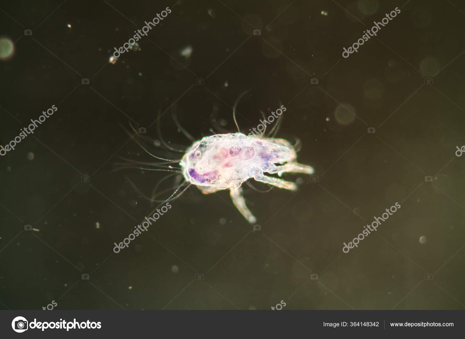 Mite Under Microscope