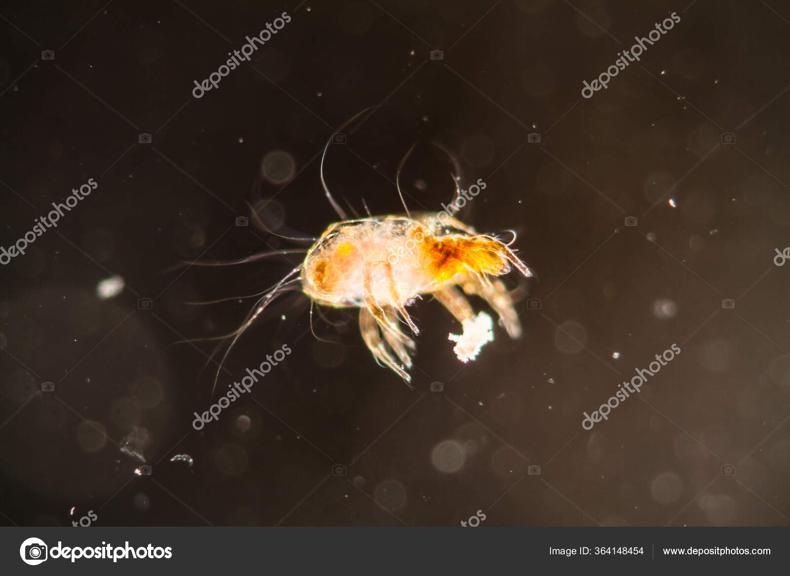 Ácaro Poeira Casa Sob Microscópio 100X — Foto © dr.lange.unitybox.de  #364148454, image size:1600x1167