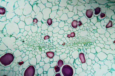 Çapraz bölümde at kuyruğu filizi. 100x