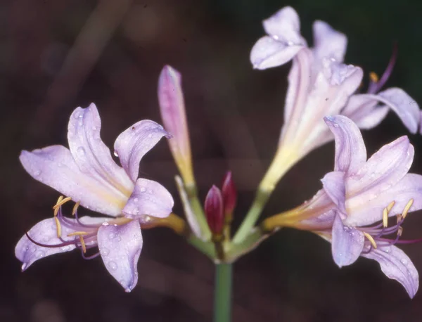 Spinnenlilie Mit Lila Blüten — Stockfoto
