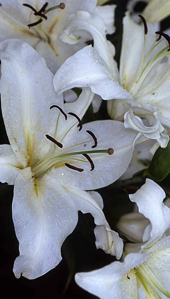 Coroa Imperial Com Magníficas Flores Brancas — Fotografia de Stock