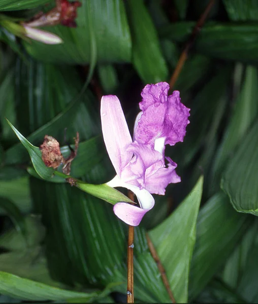 Orchidee Purpurowym Kwiatostanem Zielonymi Liśćmi — Zdjęcie stockowe