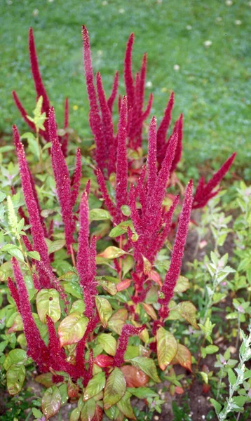 Lotusblüte Mit Roten Fruchtköpfen — Stockfoto