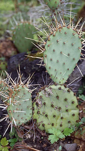 Nopal Espinoso Frondoso Desierto —  Fotos de Stock