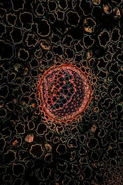 횡단면에 줄기들 100X — 스톡 사진