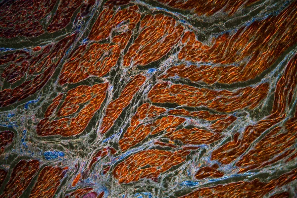 Мышечная Ткань Коллагеном Увеличивается 100 Раз — стоковое фото