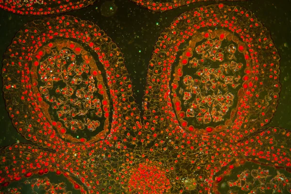 현미경 아래에 튤립의 꽃봉오리 100 — 스톡 사진
