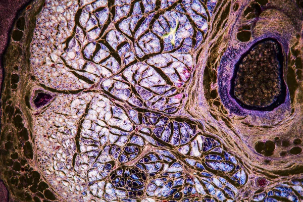 Mozkové Buňky Tmavém Poli Pod Mikroskopem 100X — Stock fotografie
