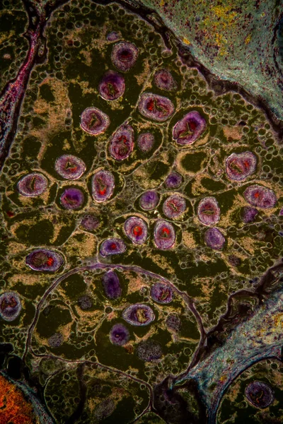 Echinococcus Parasitic Lib Fluke 100X — 스톡 사진