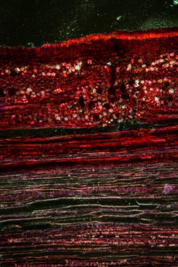 Linde gövdesi kesit 100x