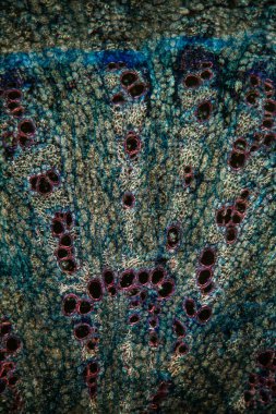 Alfalfa kökü 100x kesitinde