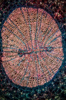 Çapraz kesitte porsuk kökü 100x