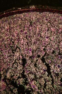 Nişasta taneli tahıl çok büyütülmüş 100 kat.