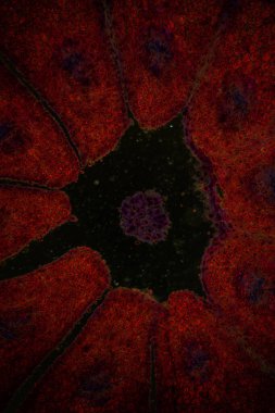 Çam ağacının boylamasına bölümü 100x büyütüldü