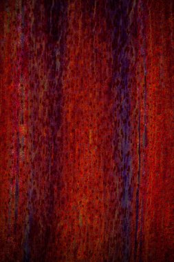 Çam ağacının boylamasına bölümü 100x büyütüldü