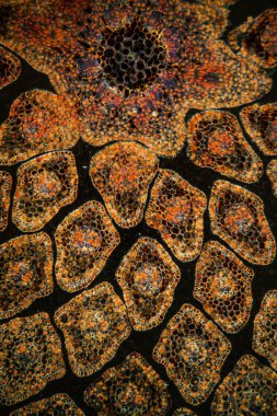 Enine kesitteki ladin iğnesi 100x büyütüldü