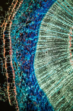 Gövdesi 100x kesitli karaçam.