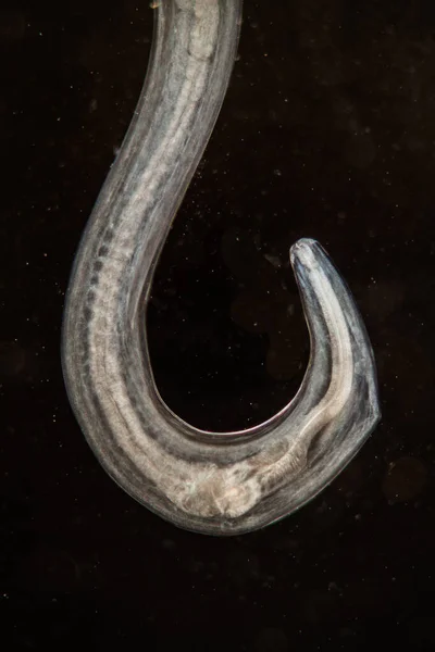 Verme Parasita Sob Microscópio 100X — Fotografia de Stock