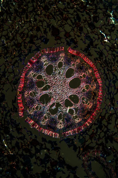 Bearded iris root in cross section 100x