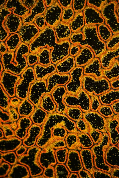 Bovist Μανιτάρι Καπάκι Κάτω Από Μικροσκόπιο 100X — Φωτογραφία Αρχείου