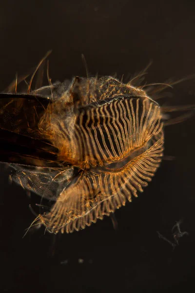 Proboscis Housefly Μεγεθύνεται 100X — Φωτογραφία Αρχείου