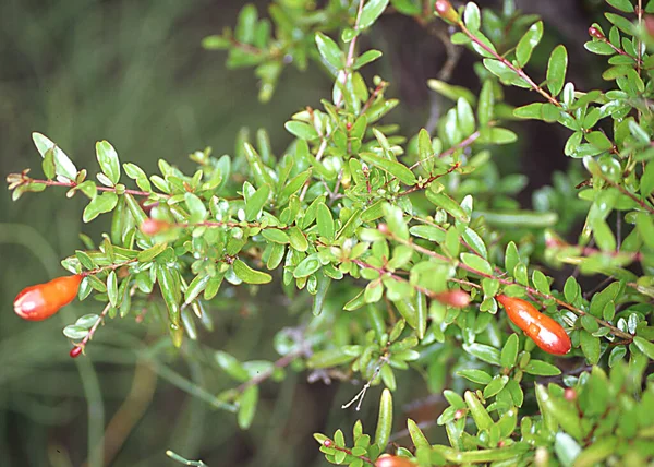 Melograno Con Frutti Arancio — Foto Stock